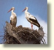 Storchennest in der Elbmarsch bei Winsen